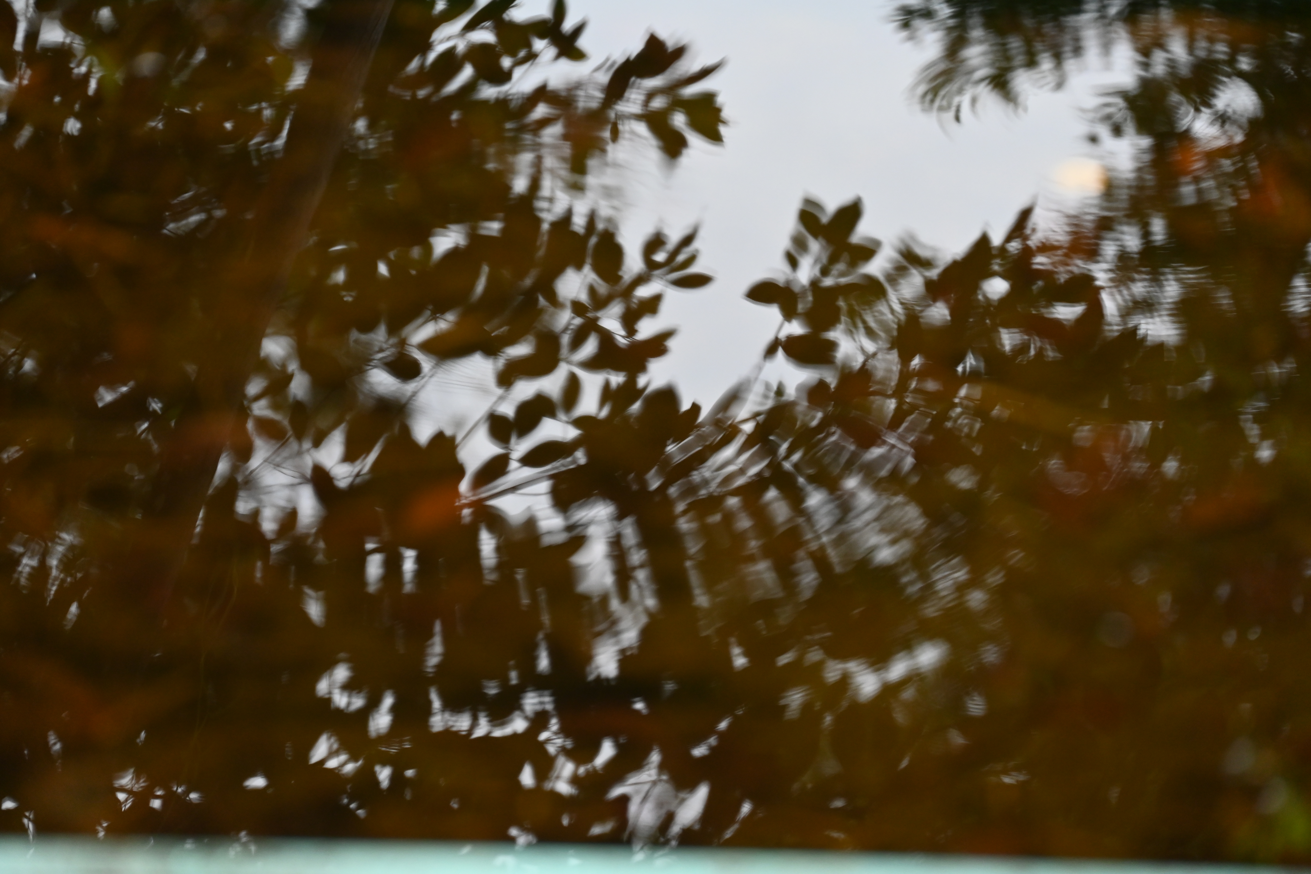DSC_0052.JPG