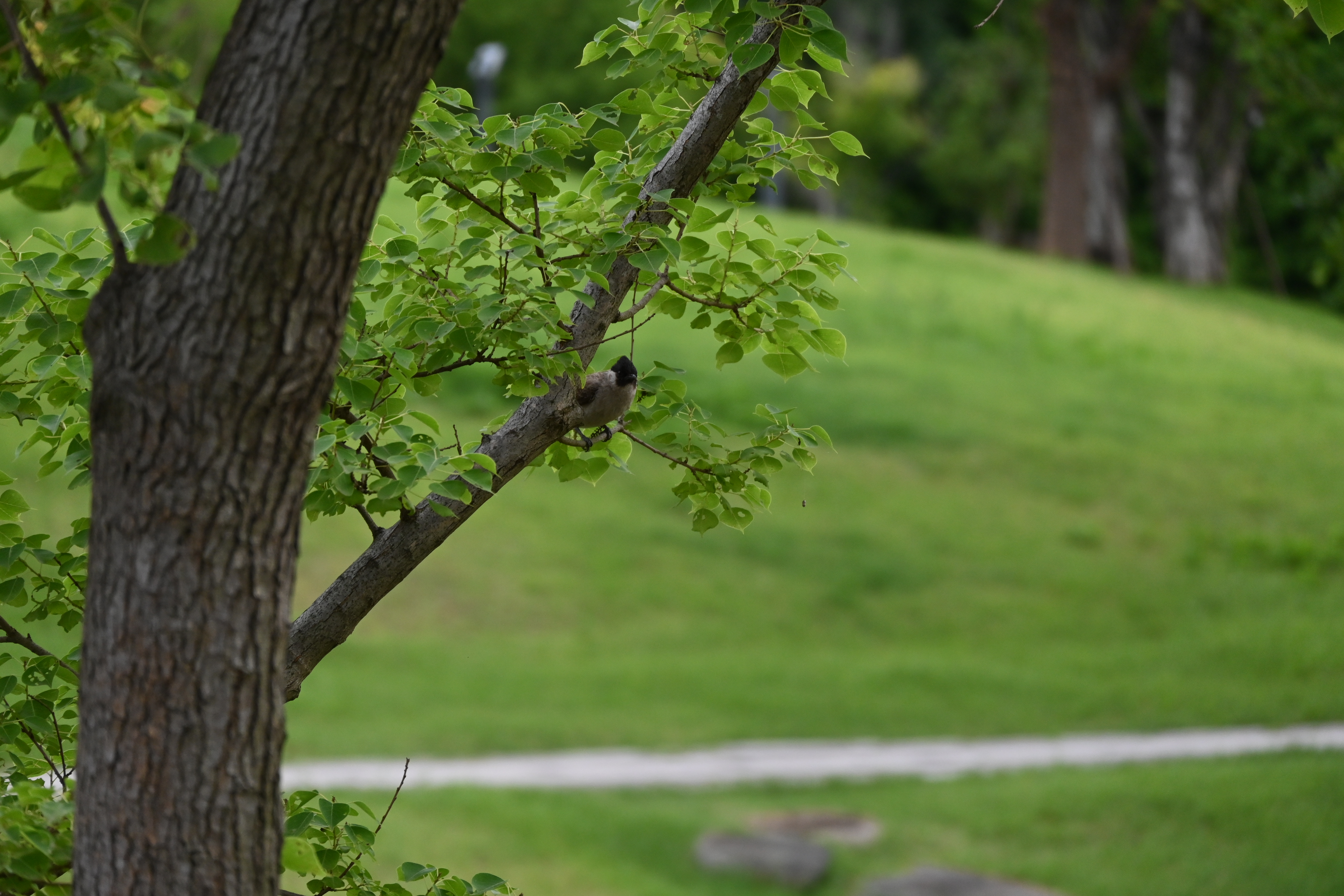 DSC_0040.JPG