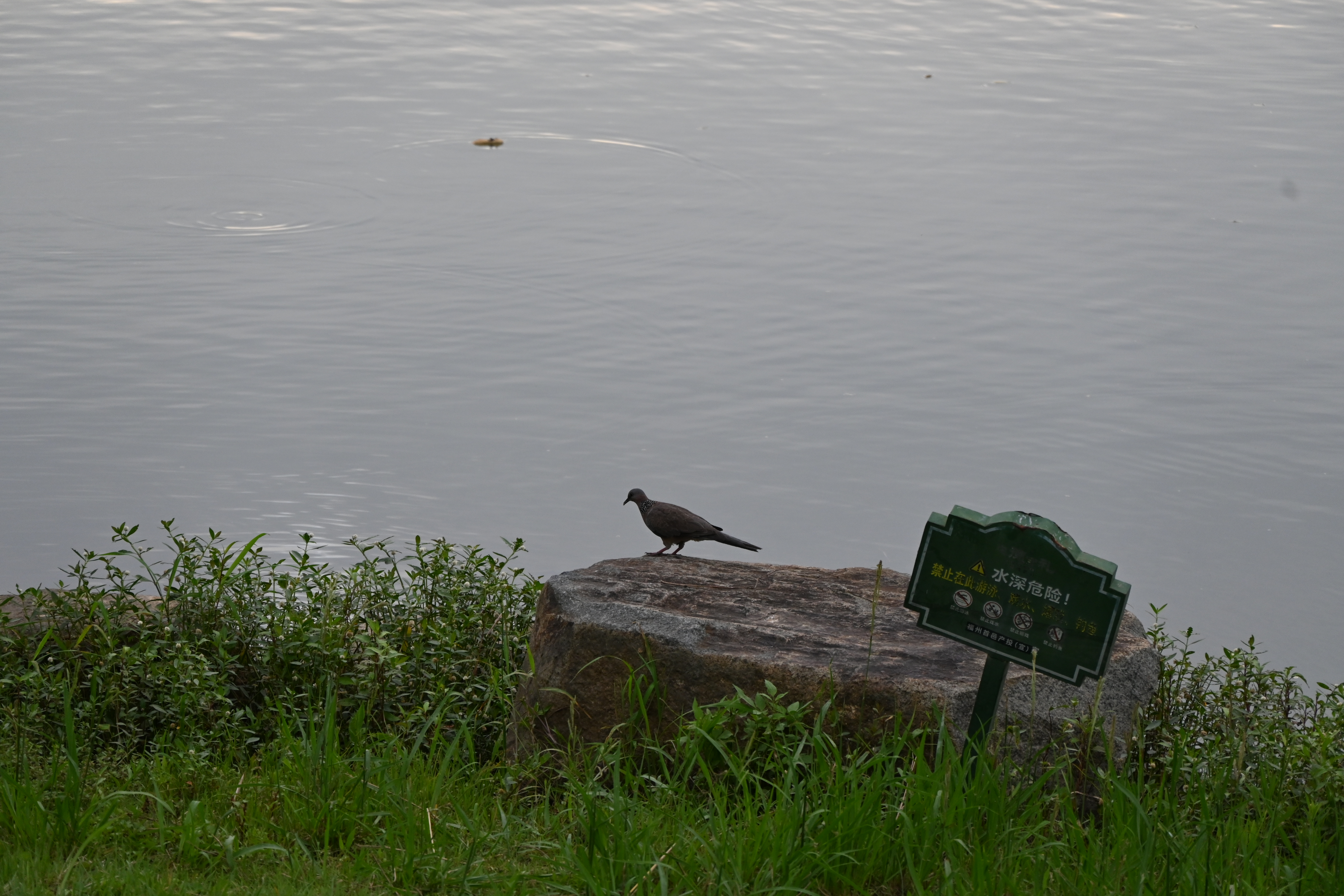DSC_0026.JPG